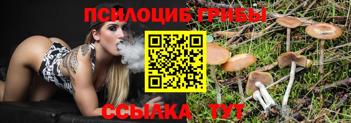 Новокуйбышевск  Псилоцибиновые грибы мицелий  Вход с VPN  даркнет сайт  Псилоцибиновые грибы Psilocybe 